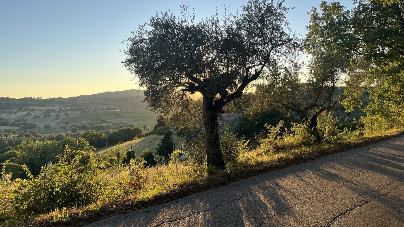 Olive grove on a hillside overlooking the Umbrian valley