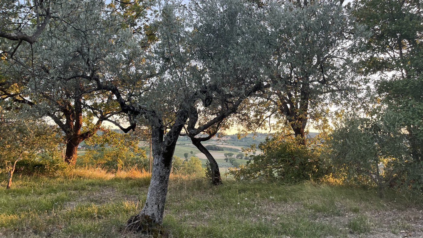 Silver olive trees in the Umbrian countryside at dusk